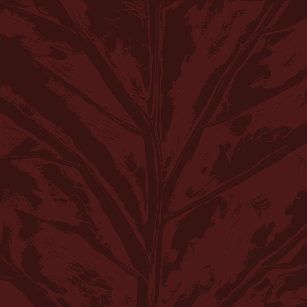 MERAKI 02
