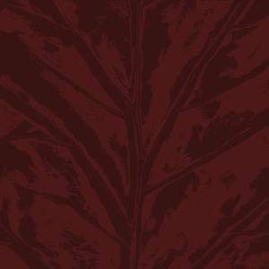 MERAKI 02